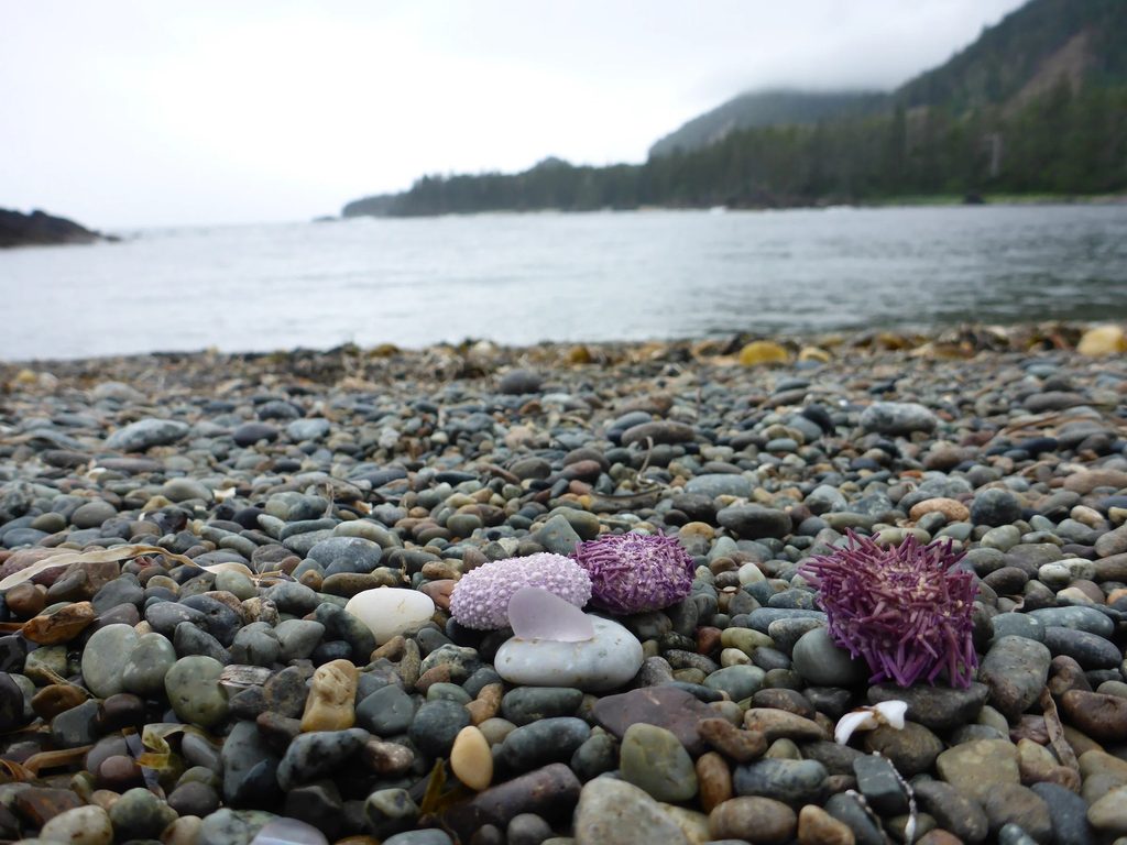 overcast light over a calm ocean with small purple sea urchin, two with short purple spines and one test lavender without spines and a single lavender seaglass frosted shard on a white rock.